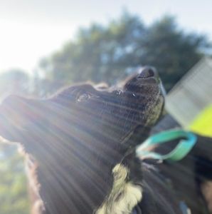 Meet your Posher, Bobbie